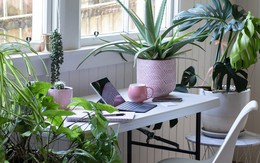 6 loại cây hợp trồng văn phòng nhất