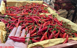 Khó tin: Việt Nam chi hơn 23 triệu USD để nhập khẩu ớt