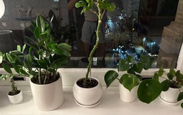 5 vị trí KHÔNG NÊN trồng cây trong nhà kẻo xui xẻo tìm đến, rước họa vào thân