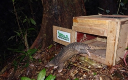 Lần đầu tiên trên thế giới: Người Việt đưa công nghệ bậc nhất vào nơi hẻo lánh để bảo vệ "xuyên sơn giáp"