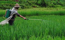 Anh công bố 12 loại rau quả "ngậm thuốc trừ sâu" nhiều nhất năm 2025: Loại quả đứng đầu danh sách với 99% thuốc trừ sâu vượt quá tiêu chuẩn