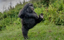 Khoảnh khắc đoạt giải thưởng cao nhất ảnh động vật hoang dã hài hước 2025