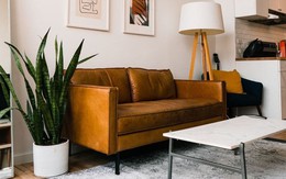 4 sai lầm thường gặp nhất khi trồng cây trong nhà