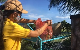 Từ lon nhựa tới heo giống: Mô hình 'vàng hóa rác thải' ở Thăng An