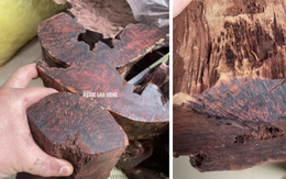 Loài gỗ "vô danh" được thương lái Trung Quốc mua 3 triệu đồng/kg: Quảng Trị cảnh báo điều gì?