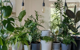 4 loại cây “nuốt” bụi mịn, lọc không khí tốt nhất: Nhà nào cũng nên trồng 1 cây