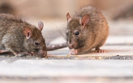 Chuột rất sợ 1 loại gia vị trong bếp: Để quanh nhà, chuột chẳng dám bén mảng