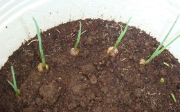 5 loại cây vừa xua đuổi rắn vừa làm thuốc: Nhiều gia đình Việt trồng mà không biết hết công dụng