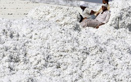 Xuất khẩu sang Trung Quốc lao dốc, Mỹ tăng mạnh đưa 'vàng trắng' vào Việt Nam, nước ta tiêu thụ đứng thứ 3 thế giới