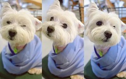 Cô gái bỏ việc, kiên trì đấu tranh 1.185 ngày đòi lại công bằng cho chó cưng bị đầu độc đến tử vong chỉ vì hàng xóm “không thích chó”