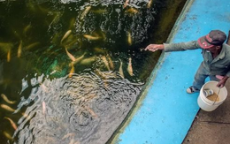 Trước khi mang giống lúa gây sốt sang Cuba, hóa ra Việt Nam đã mang công nghệ nuôi cá ‘đổi đời’ sang đây từ 14 năm trước, thu kết quả ấn tượng chỉ trong 3-4 tháng