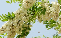 Loại cây tượng trưng cho may mắn và tài lộc, trồng trong nhà còn có được vị thuốc trị "bách bệnh"