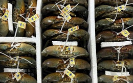 Những xã nào ở Cà Mau được quy hoạch nuôi cua xuất khẩu sang Trung Quốc?