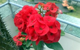 Loại cây là "kẻ thù không đội trời chung" của rắn và chuột: Trồng 1 cây có được đến 3 lợi ích