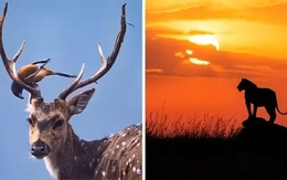 Khoảnh khắc kỳ diệu nhiếp ảnh gia bắt trọn vẻ đẹp hoang dã