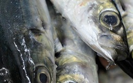 Loại cá nhìn xấu mã nhưng tốt ngang nhân sâm, cao thủ ẩm thực gặp là mua liền