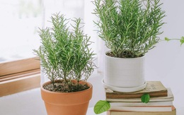 3 loại cây vừa đuổi rắn, vừa trấn trạch, mang lại phong thủy tốt không ngờ cho gia chủ