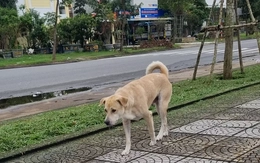 Chó nghi dại cắn bé 1 tuổi ở Đà Nẵng rồi bỏ nhà đi, cả làng cảnh giác