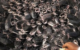 Cả thế giới tranh nuôi nhưng chỉ Việt Nam tạo nên ngành công nghiệp tỷ đô từ 'mỏ vàng' này - chiếm 90% thị phần toàn cầu, Trung Quốc cực ưa chuộng