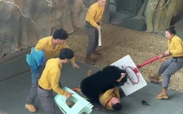 Kinh hoàng khoảnh khắc gấu đen tấn công huấn luyện viên trong sở thú