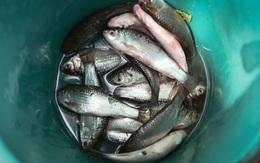 Món ăn chế biến từ cá "dẫn lối" cho ung thư: Thích tới mấy cũng phải dè chừng