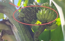 Cây chuối trong làng bỗng xuất hiện hiện tượng lạ, người dân xôn xao "chưa từng thấy bao giờ"