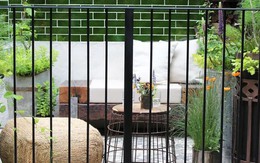 Trồng cây ban công kỵ nhất 5 sai lầm này: Tiếc là nhiều gia chủ chẳng mấy quan tâm