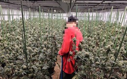 'Mùi quá nồng nặc': Trang trại 1.600 cây cần sa bí mật giữa Bangkok bị triệt phá, 3 người Việt 'sa lưới'