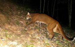 Đặt 120 bẫy ảnh, sau hơn 2 tháng chuyên gia bất ngờ phát hiện loài vật hiếm từng vắng bóng nhiều năm