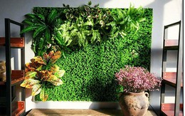 4 loại cây cảnh không nên để ở phòng khách: 1 cây nhiều gia đình rất hay dùng để bài trí