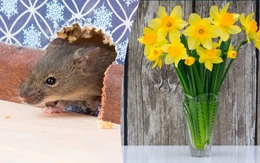 Chuột rất sợ 7 loại cây này: Muốn đuổi chuột, hãy trồng ít nhất 1 loại