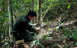 Phát hiện 1 loài cực kỳ quý hiếm, tưởng đã biến mất khỏi lãnh thổ Việt Nam: Sử dụng công nghệ cao, quy mô lớn chưa từng có