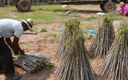 Không phải sầu riêng hay gạo, Trung Quốc bất ngờ săn lùng trở lại một mặt hàng từ Việt Nam: Thu mua hơn 95% sản lượng, nước ta là 'trùm' thứ 2 thế giới