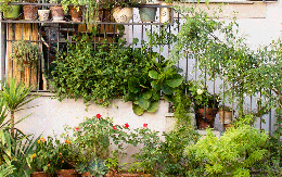 5 loại cây khiến bạn hối hận vì đã trồng quá sát nhà