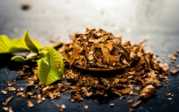 Chỉ 3 bước biến loại lá "cho không ai lấy" thành mặt hàng hot, người dân thu trăm triệu/năm