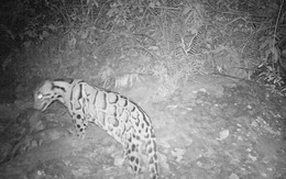 Được xác nhận tuyệt chủng 40 năm, loài vật này bất ngờ xuất hiện trở lại, chuyên gia nói: Hawking đã đúng