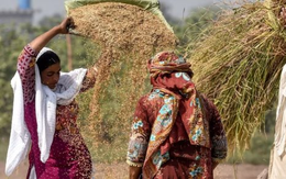 Loạt quốc gia ngừng nhập khẩu, gạo Thái Lan bất ngờ đón tin vui: Một cá mập vừa mua nửa triệu tấn gạo, giá lên tăng cao nhất hơn 7 tháng