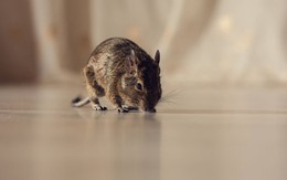 Chuột cực kỳ sợ 4 loại mùi này: Toàn những loại quen thuộc tới bất ngờ
