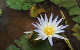 Ý nghĩa phong thủy của cây hoa súng và những tuổi hợp trồng hoa súng