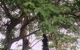 TPHCM: Phát hiện thi thể nam treo lơ lửng trên cành cây