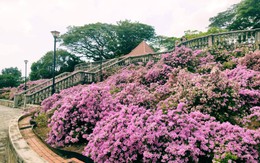 Loại cây được Singapore đánh giá là "cây được chọn": Việt Nam trồng từ Bắc tới Nam, đi đâu cũng thấy