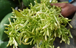 Uống hoa đu đủ đực sai cách, coi chừng rước họa: 6 nhóm người tuyệt đối không nên dùng