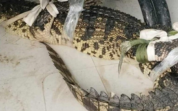 Người dân Cà Mau "dụ" cá sấu vào ao nước đặt sẵn lú để vây bắt