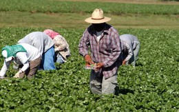 Lão nông 65 tuổi kiếm hơn 1.100 tỷ đồng trong vài năm dù “không làm gì mấy”, cảnh sát vào cuộc điều tra phát hiện điểm bất thường