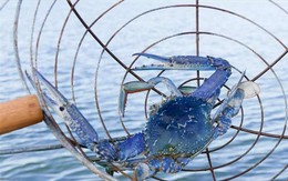 Mặt hàng của Việt Nam khiến Mỹ "mê tít", có quốc gia còn tăng nhập khẩu gần 1.000%