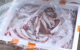 Kinh hoàng: Hơn 10 tấn cá khoai Trung Quốc tẩm formol cực độc đựng trong 452 thùng xốp chờ lên bàn ăn