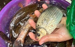 Chợ Việt có loại cá nhỏ, chỉ 30.000 đồng/kg nhưng được thầy thuốc xưa gọi là "đại bổ": Người biết ăn coi như báu vật