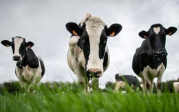 Trung Quốc ‘trả đũa’