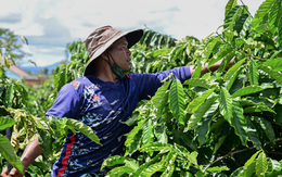 Một nông sản Việt lập dấu mốc chưa từng có sau 35 năm