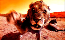 Sự thật ít ai muốn thừa nhận: Những loài săn mồi coi con người là “món ăn hợp lệ”